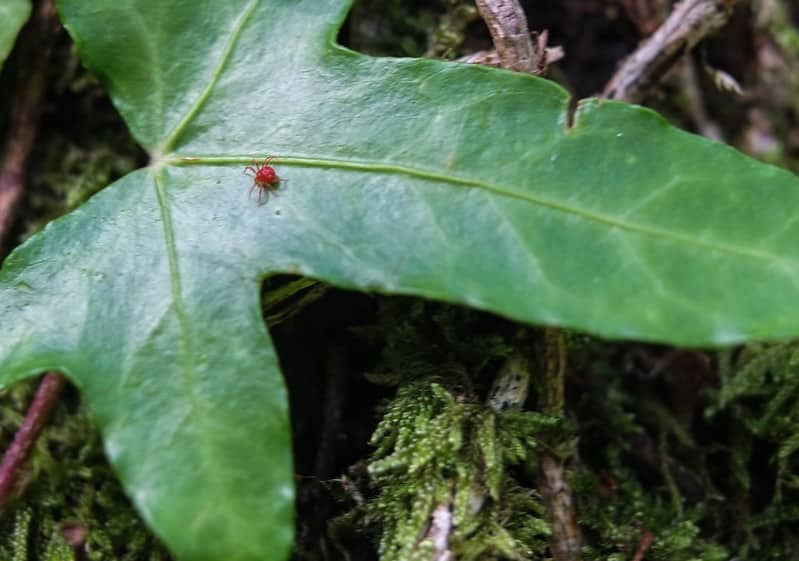 Red spider mite on a leave
