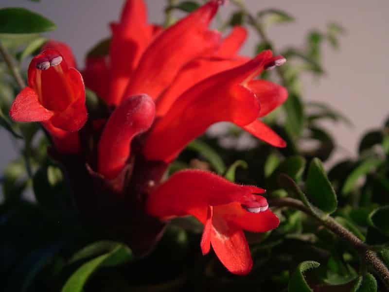 Lipstick plant