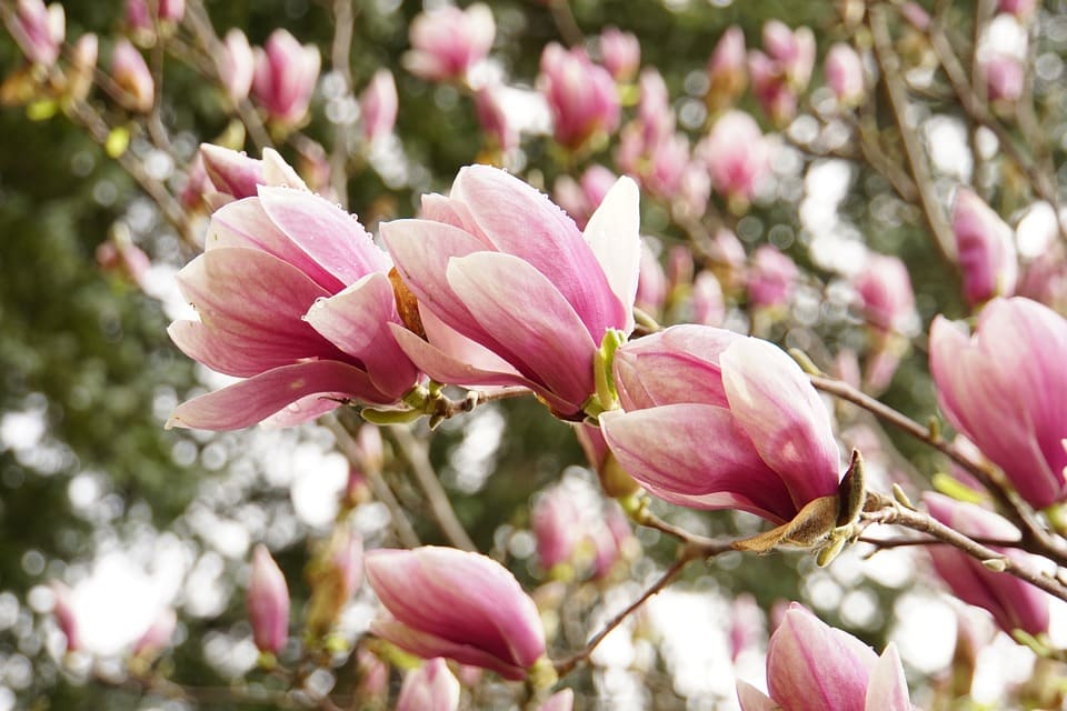 Magnolia Tree