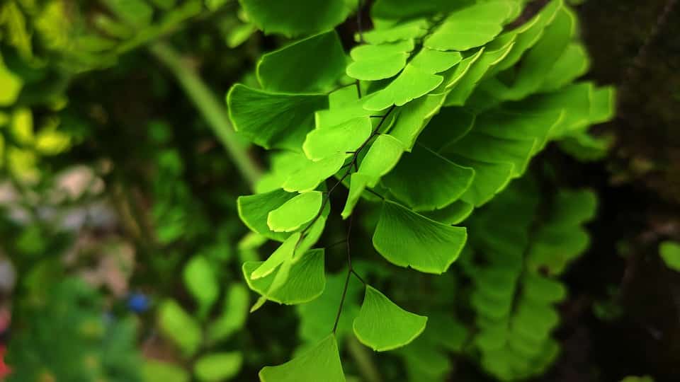 Maidenhair Ferns