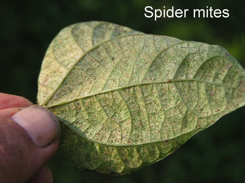Common symptoms of spider mites infestation on plants