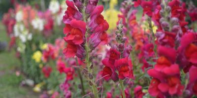 growing snapdragons