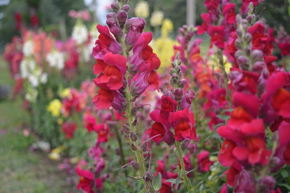 11 Things You Wish You’d Known Before Growing Snapdragons in Your Garden