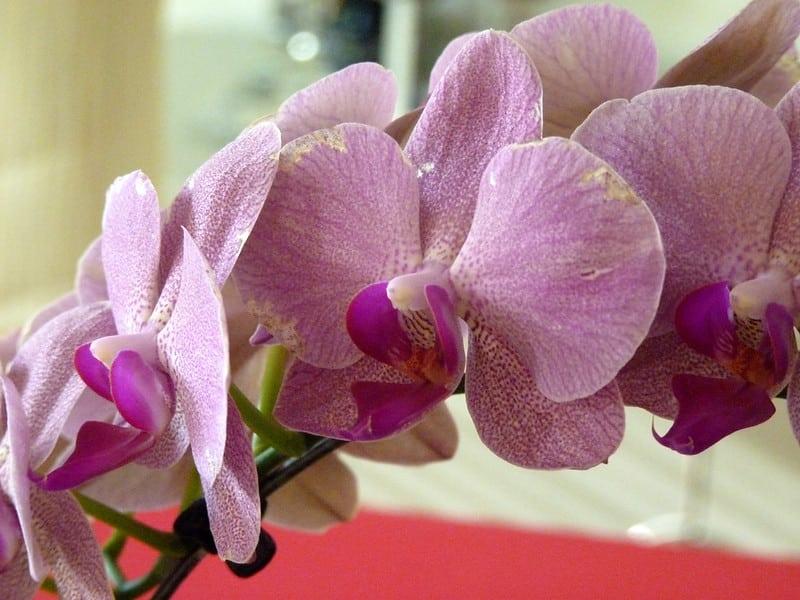 Orchids