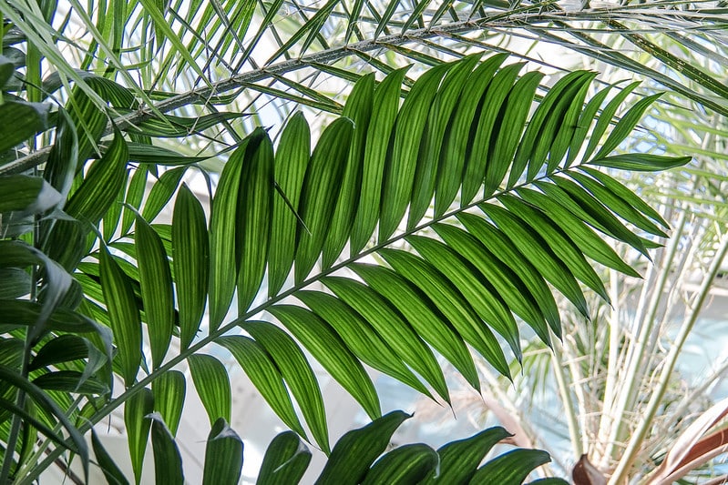 Parlor Palm