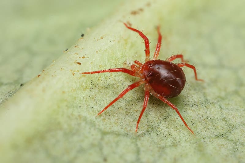 Pesticides don't work for spider mites