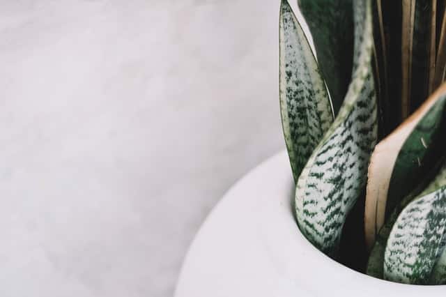 Sansevieria plant
