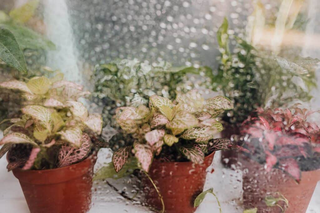 nerve plant likes humidity