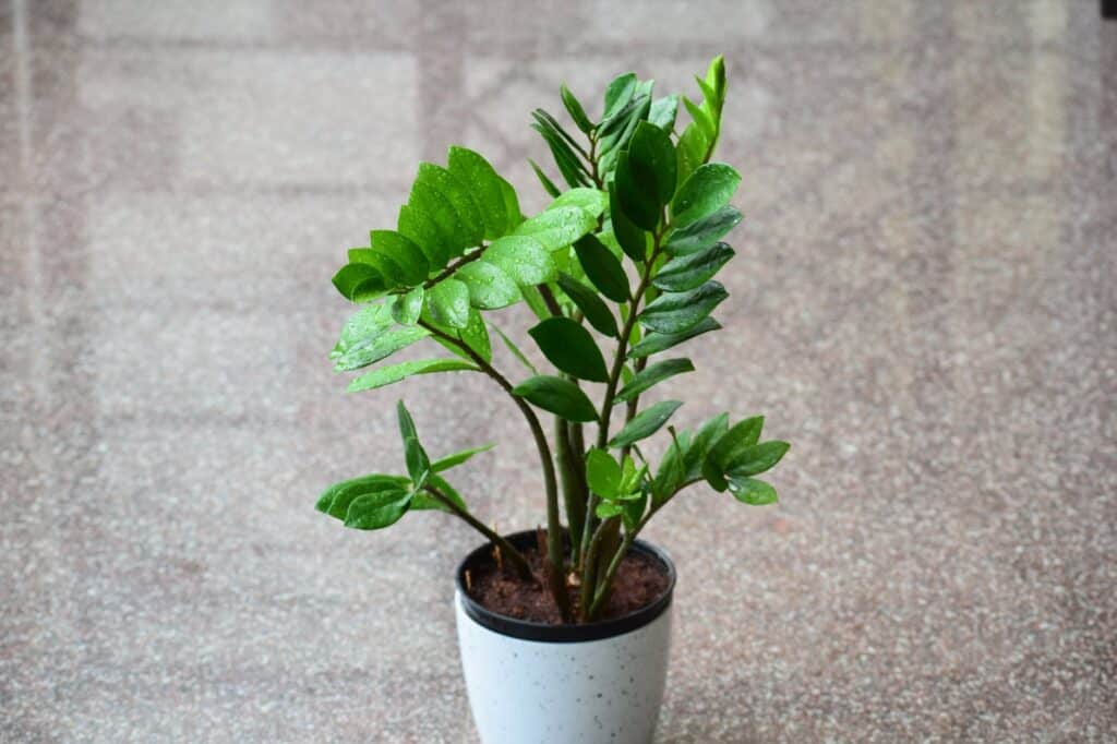 Best Indoor Plants Perfect When you Live in Apartment