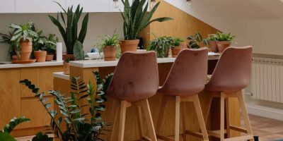 Best Indoor Plants Perfect When you Live in Apartment