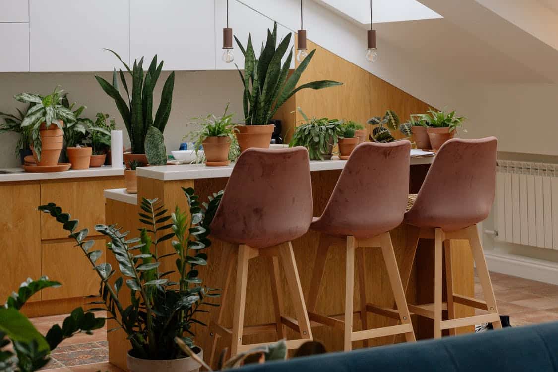 6 Best Houseplants for Apartment