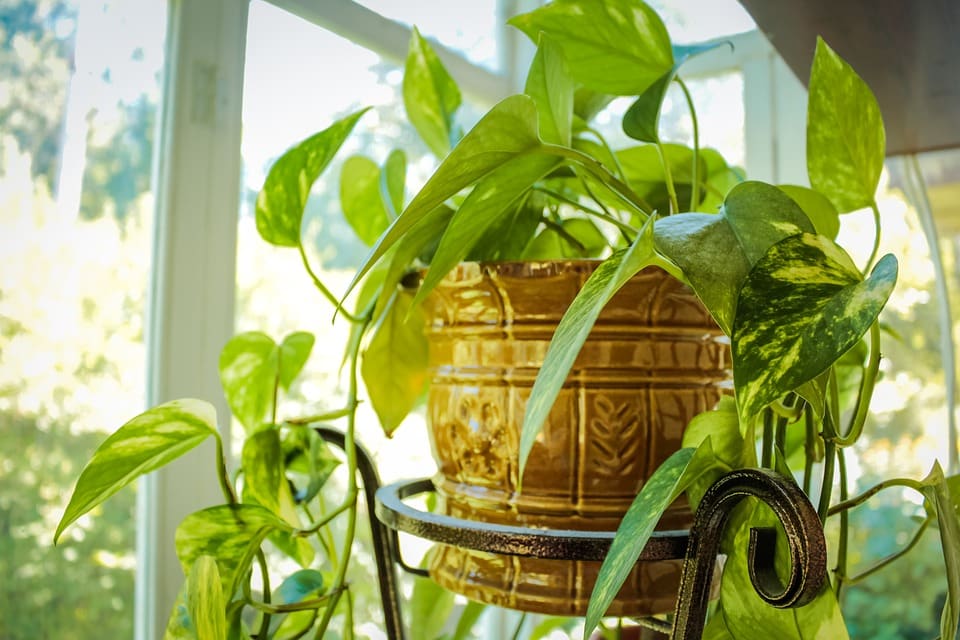 best indoor plants perfect when you live in apartmentn