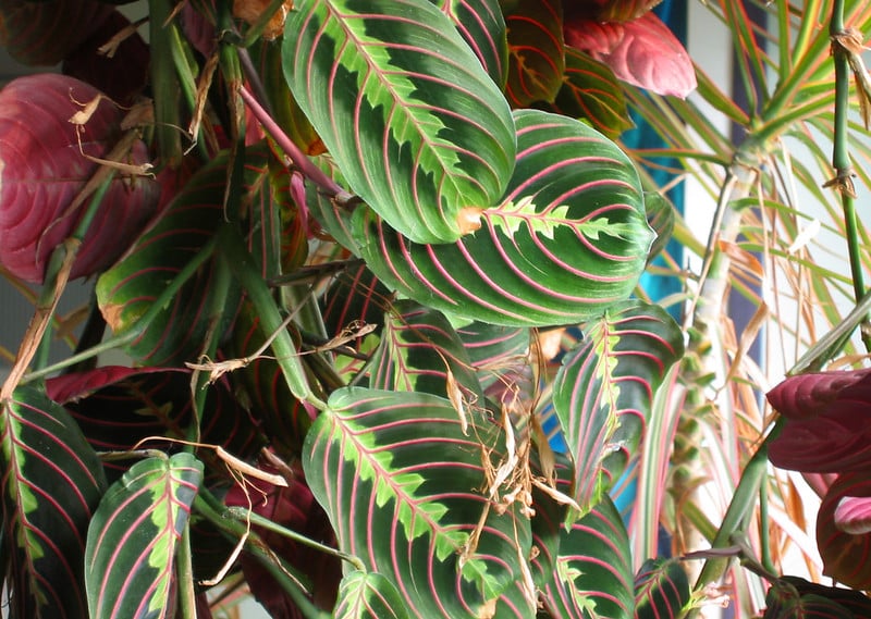 Prayer plant