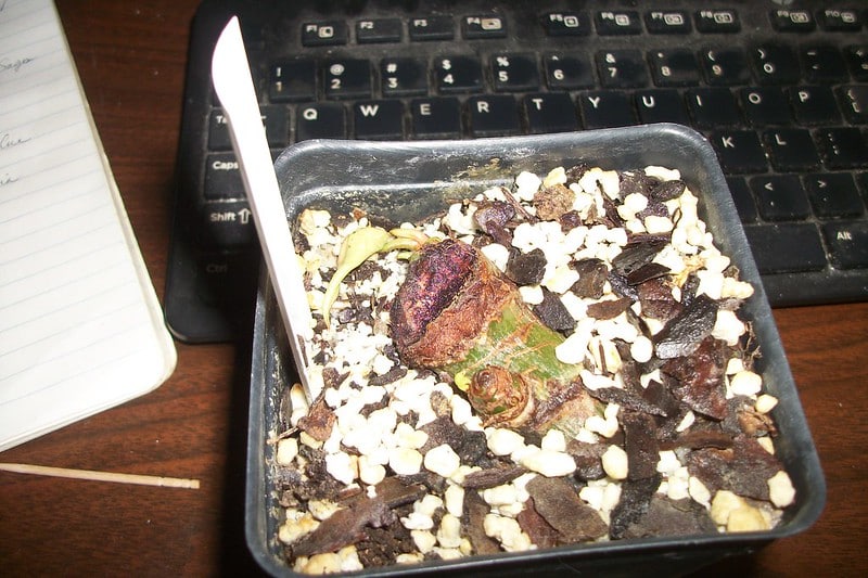 Propagate Philodendron Gloriosum via cutting