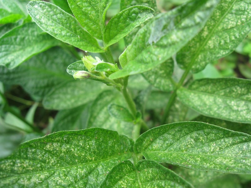 Prune the affected parts of the plant