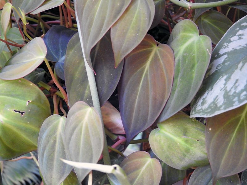 Philodendron Micans pruning 