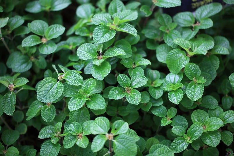 Radiator plant is one of the most popular east facing window plants