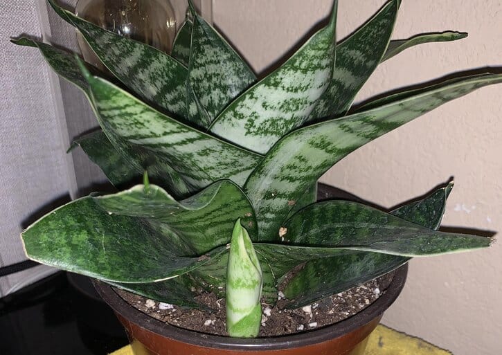 Sansevieria Trifasciata Futura Robusta