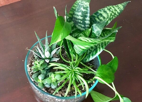 Sansevieria Trifasciata