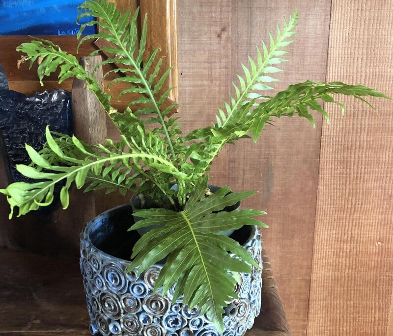 Silver lady fern