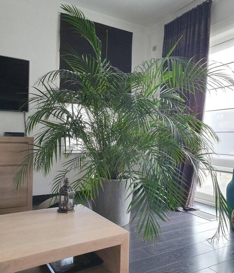 Butterfly palms plant