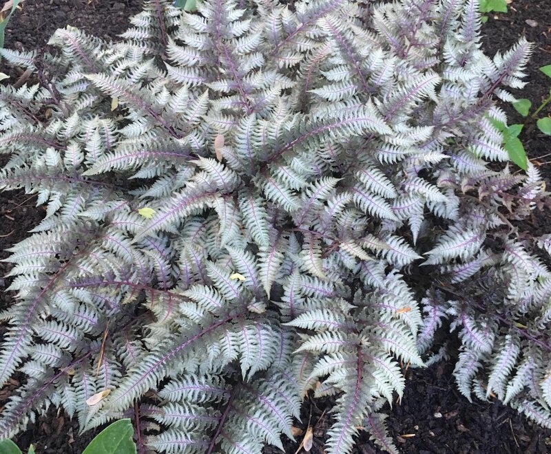 Japanese Painted Fern