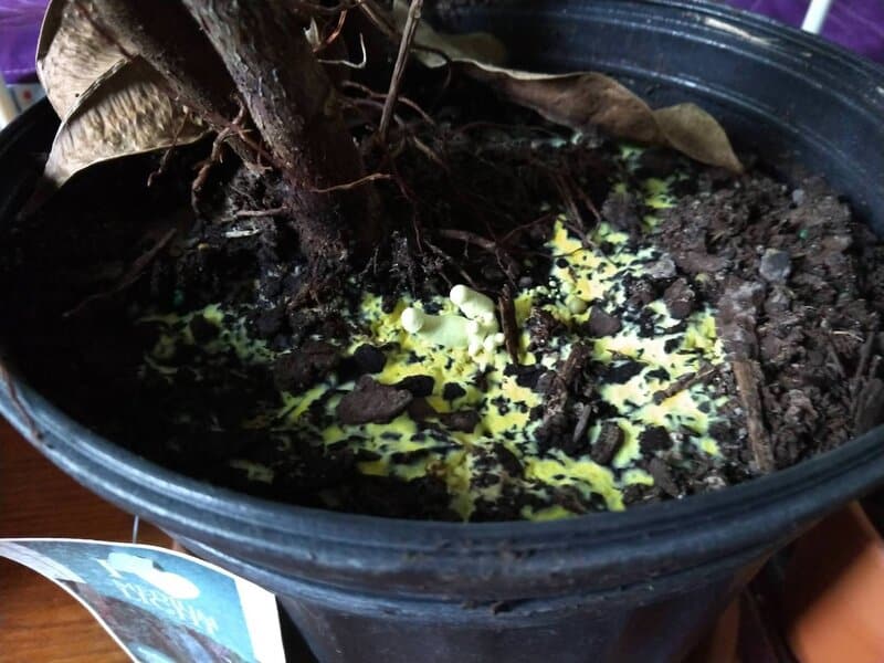 Dog vomit mold on houseplant soil