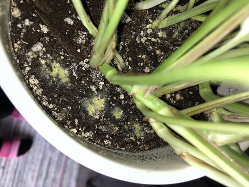 How to get rid of green mold on houseplant soil? 