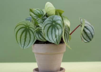 Peperomia 