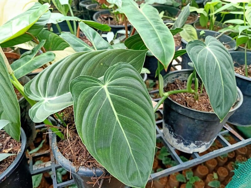 How and when to repot Philodendron Splendid? 