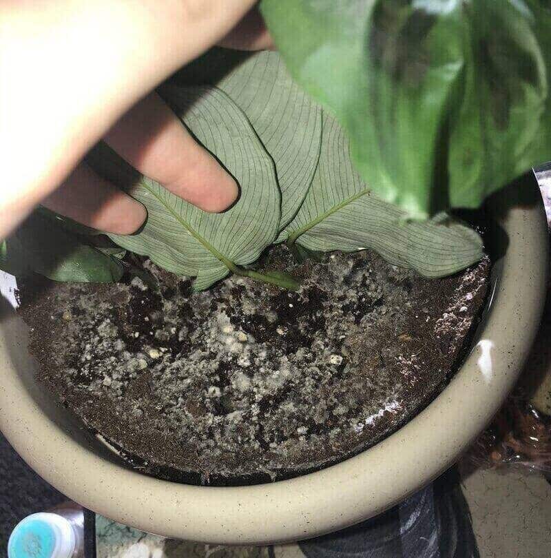 How to get rid of white mold
