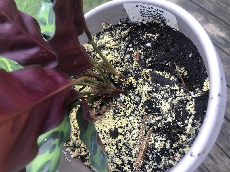 Baking soda and apple cider vinegar can help eliminate yellow mold on houseplant soil