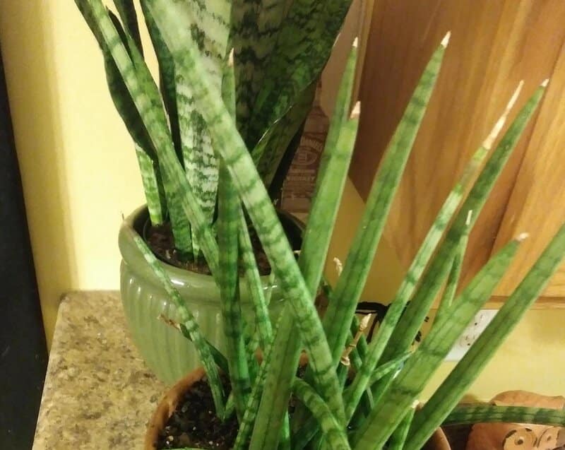 yellow tips of the leaves