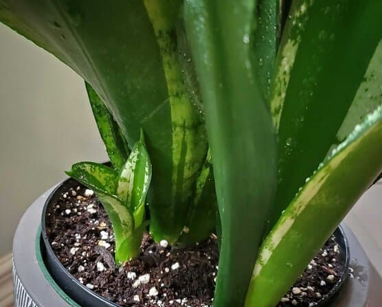 Sansevieria Whitney