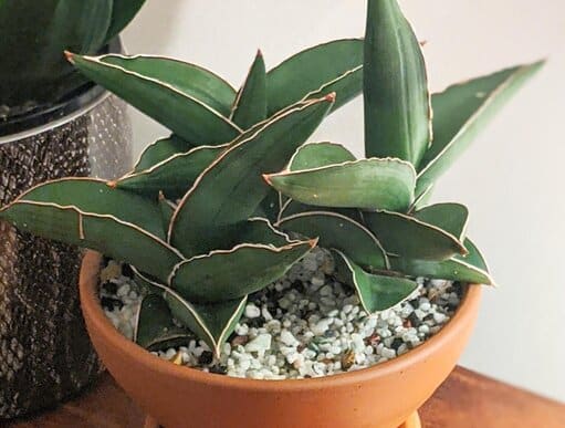 Sansevieria Ehrenbergii