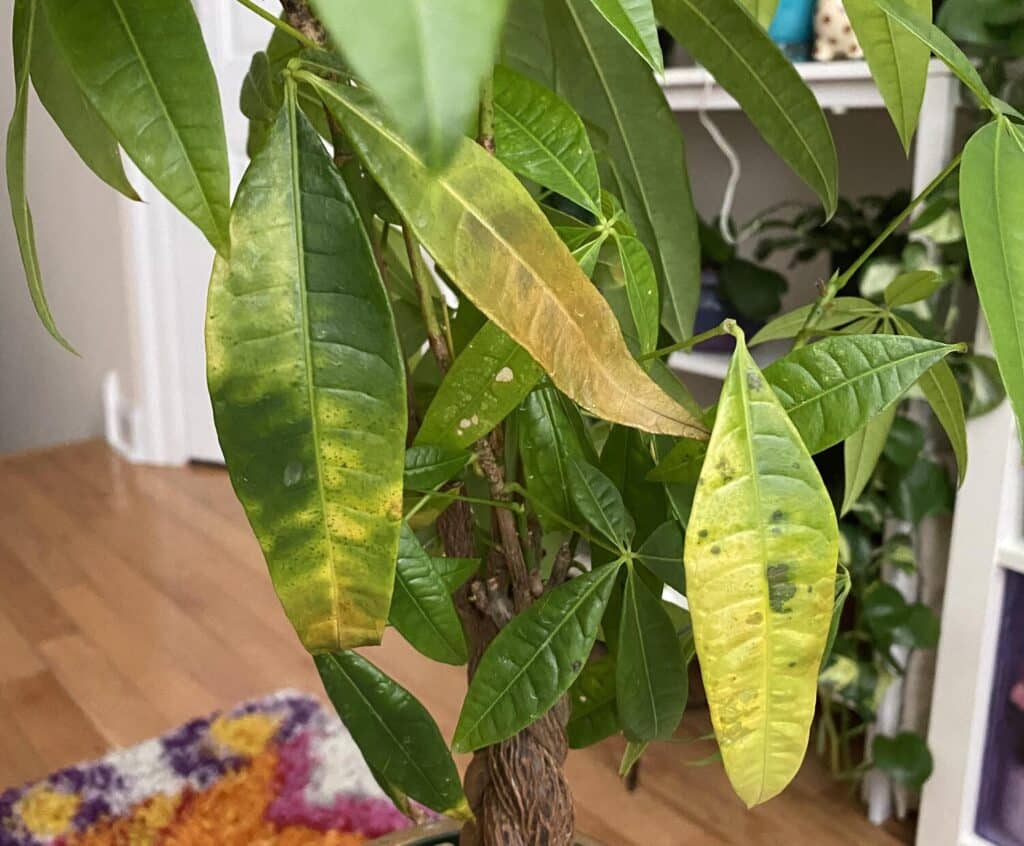 Money Tree Leaves Turning Yellow