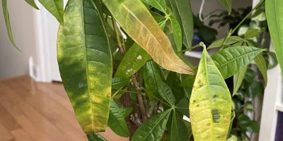 Money Tree Leaves Turning Yellow