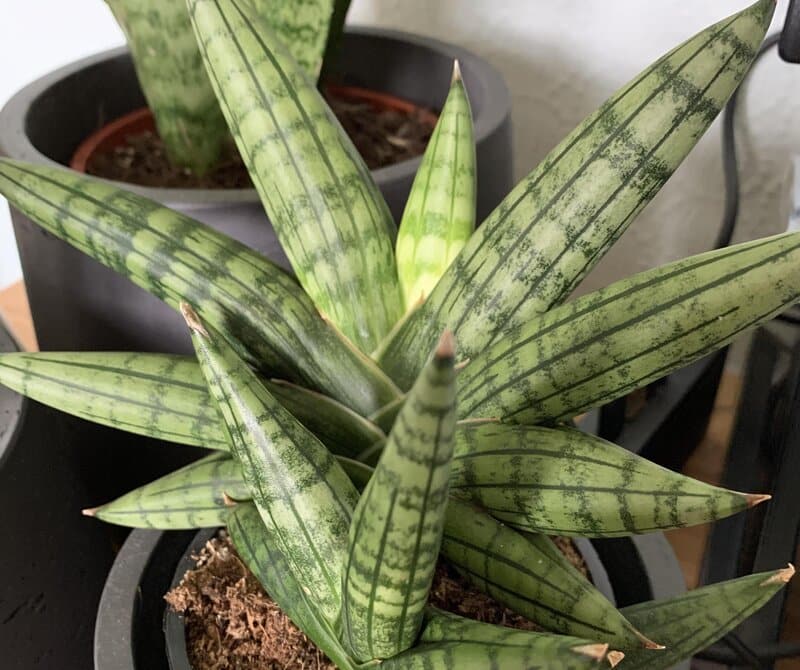 Sansevieria Cylindrica