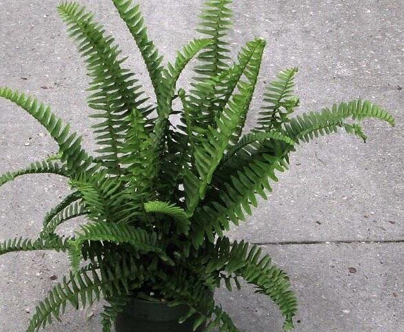 Emerald Fern