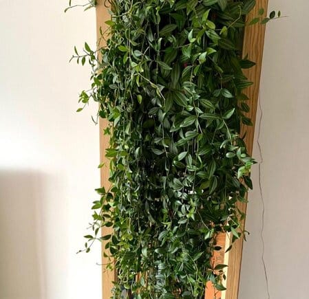 giant Peperomia Puteolata