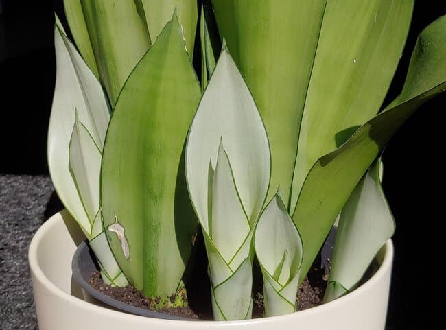 Sansevieria 'Moonshine'