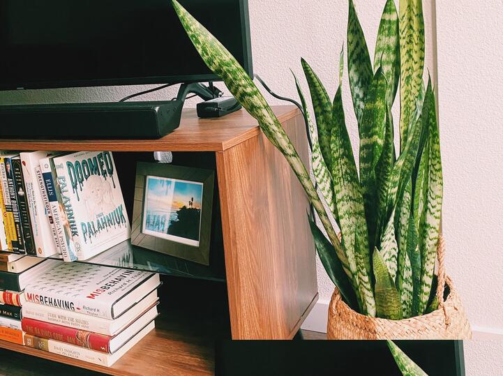 Sansevieria Zeylanica