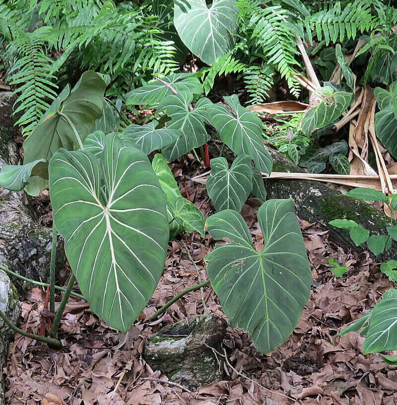 Active charcoal is beneficial for Philodendron Gloriosum