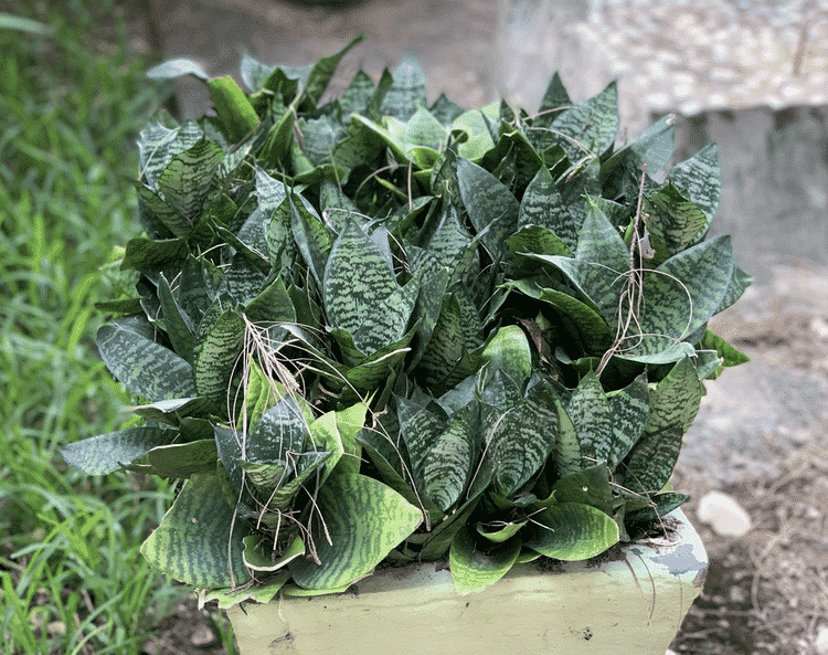 Sansevieria Trifasciata Hahnii