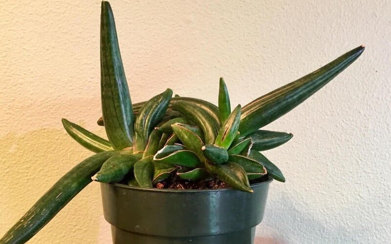 Sansevieria Patens