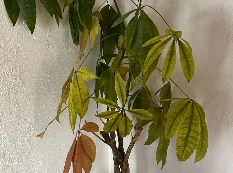Money tree with yellow leaves