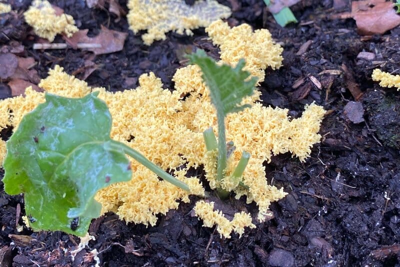 How to get rid of yellow mold in houseplant soil