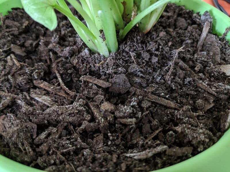 Dusty mold in houseplant soil