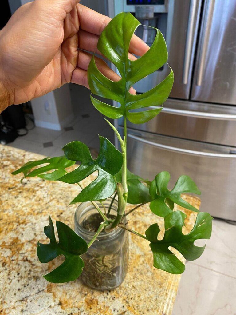 Mini monstera vine