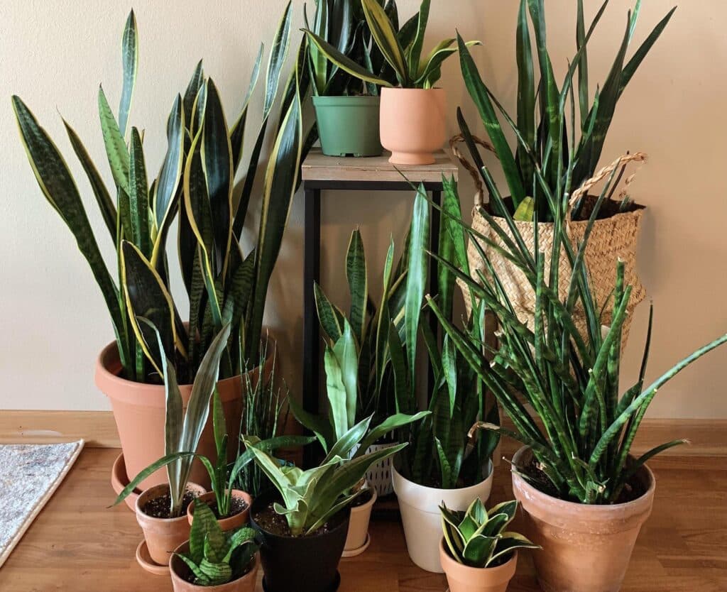 types of snake plants
